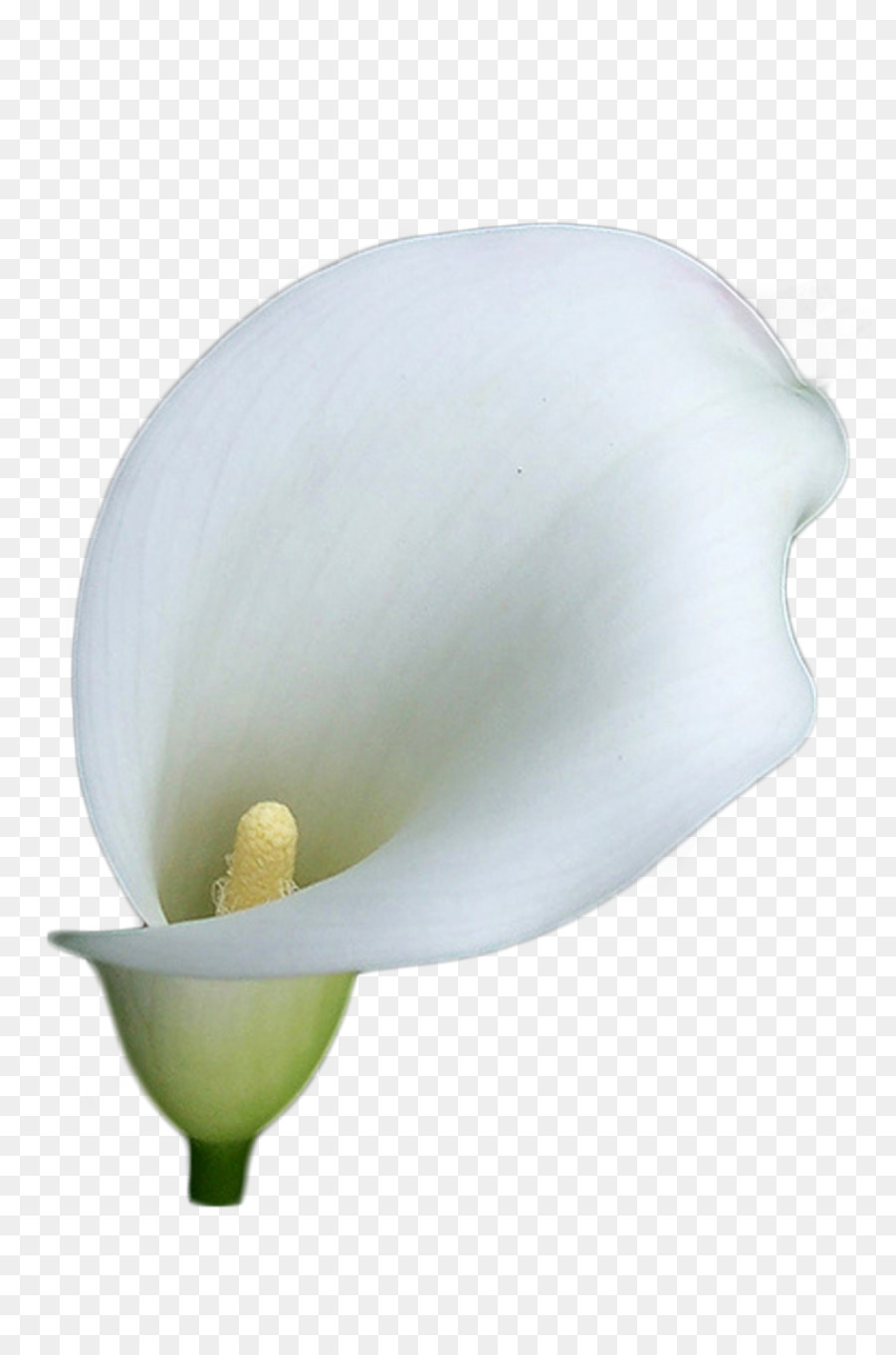 Arum giglio Fiore Lilium Clip art - fiore