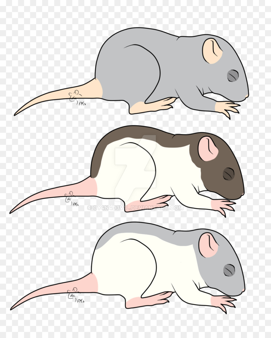 Maus, Ratte, Nagetier, Tier Murids - Ratte