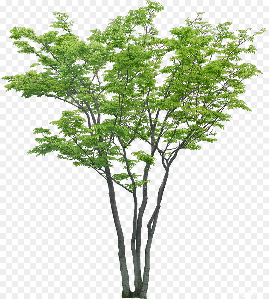 Baum Garten Möbel Terrasse - junge