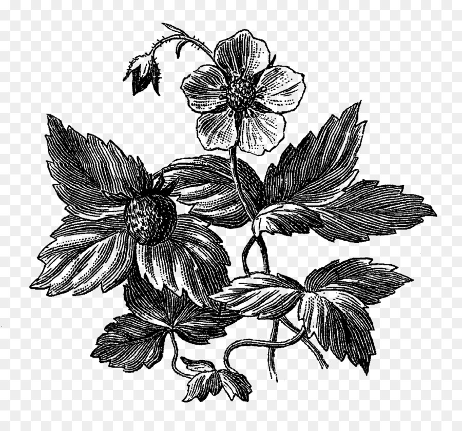 /m/02csf Monocromatico fotografia in bianco e Nero, Petalo - botanico di fiori