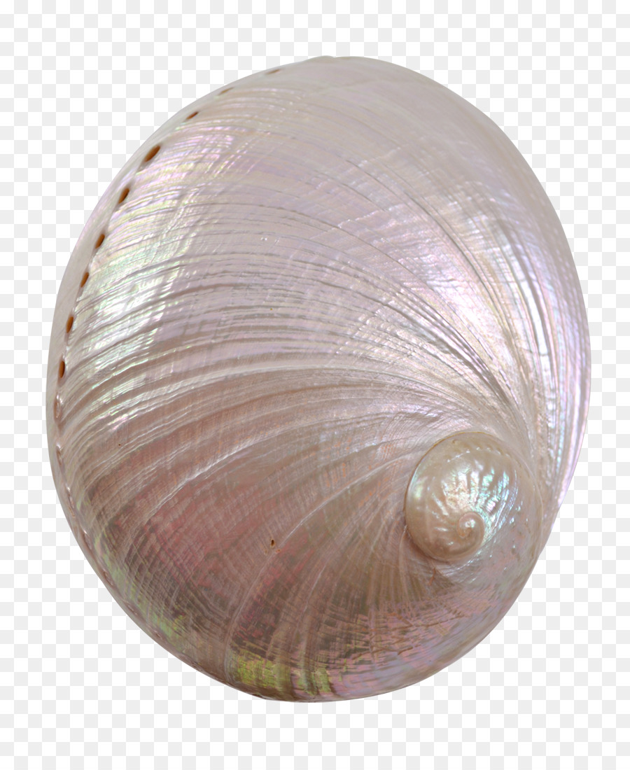 Cockle Clam Seashell Veneroida Conchology - conchiglia