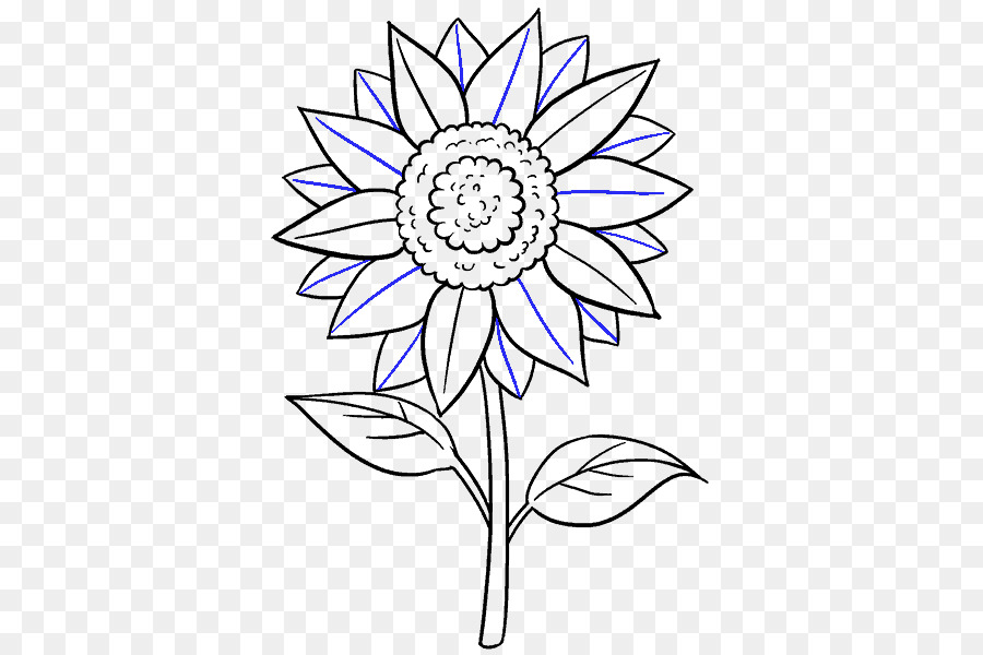 Zeichnen Gemeinsamen Sonnenblumen Kunst Skizze - Sonnenblumen Blatt