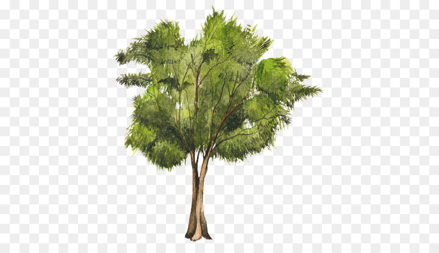 Albero Casuarina equisetifolia di piante Legnose di Pino - alberi