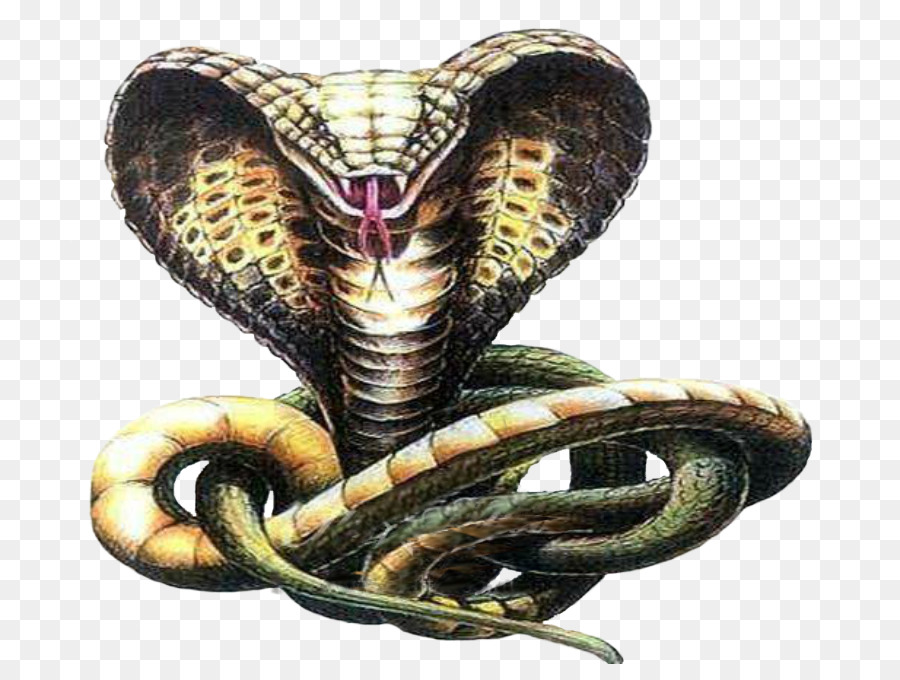 Serpente Tatuaggio Cobra Disegno Schizzo - Anaconda