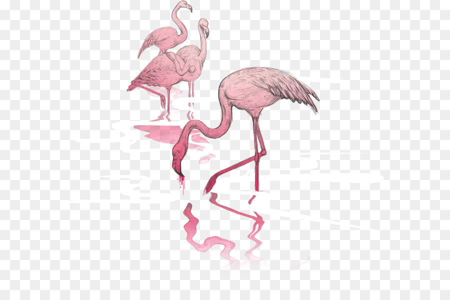 Water bird Agentur für interaktive Bloomnet Wirbeltier - Flamingos