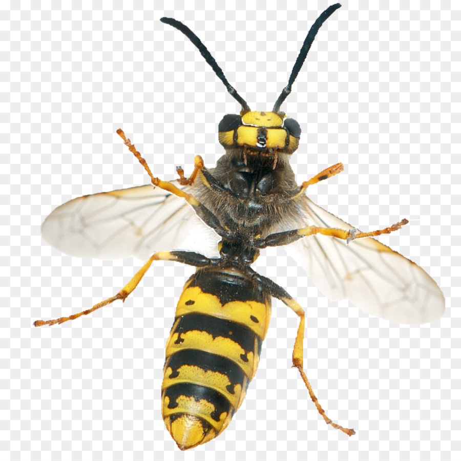 Côn trùng Hornet Vespula germanica nhóm được gọi là apocrita Yellowjacket - ong vò vẻ
