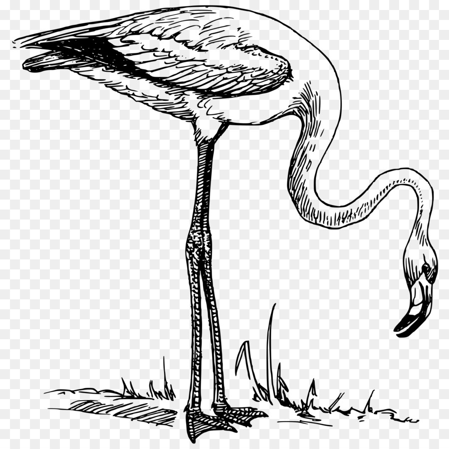 Flamingo Clip nghệ thuật - Hạc