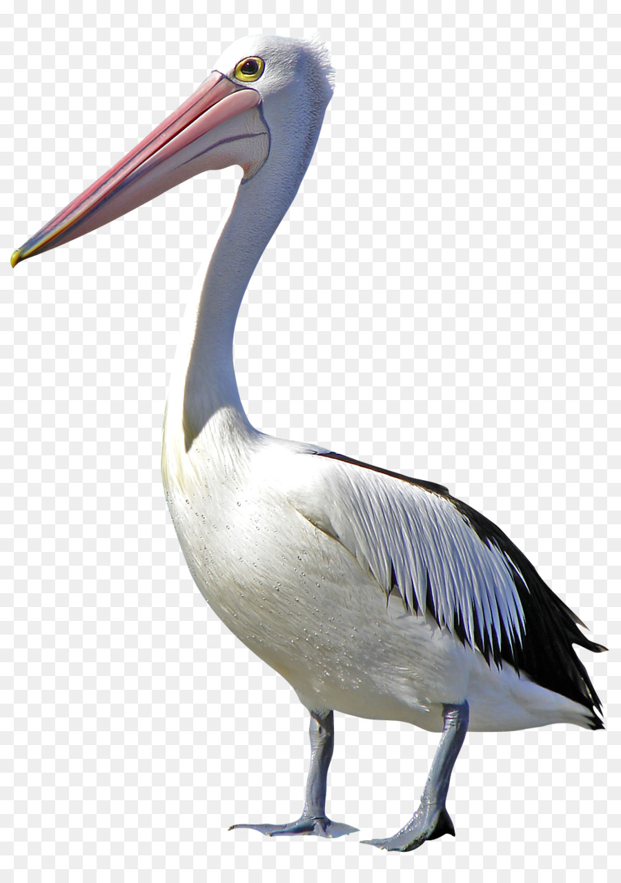 Pelican Chim Clip nghệ thuật - Chim hồng hạc