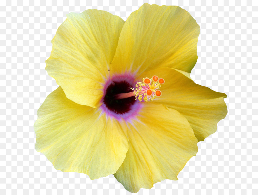 Blume Shoeblackplant Gelbe Hibiskus-clipart - hawaii Blume