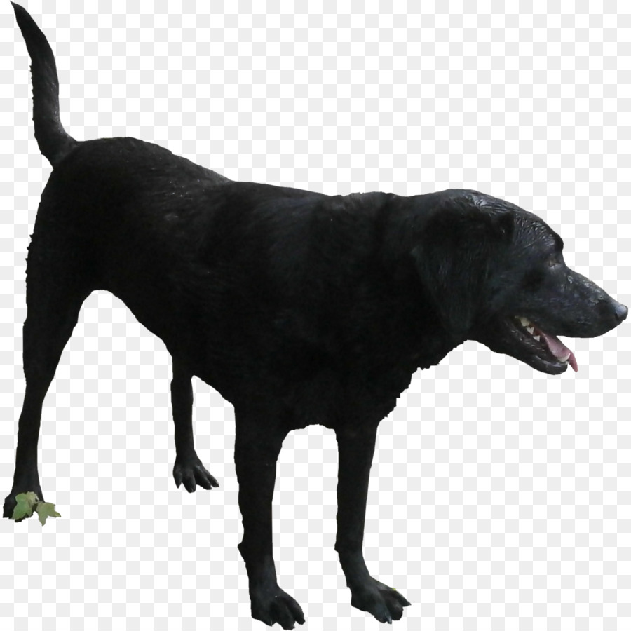 Labrador Retriever Hunderasse-Rendering - schwarzer Pfeffer