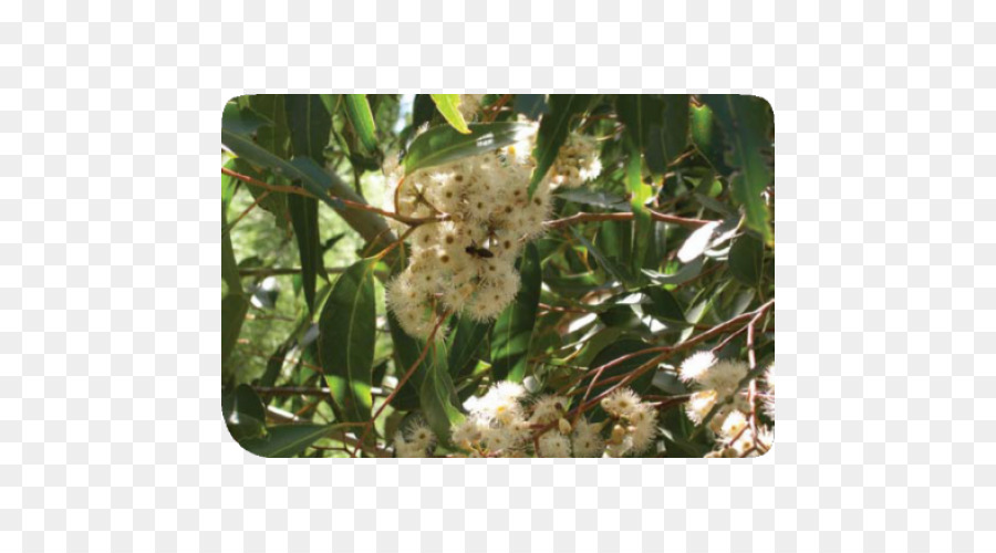Pflanze Baum - Eukalyptus