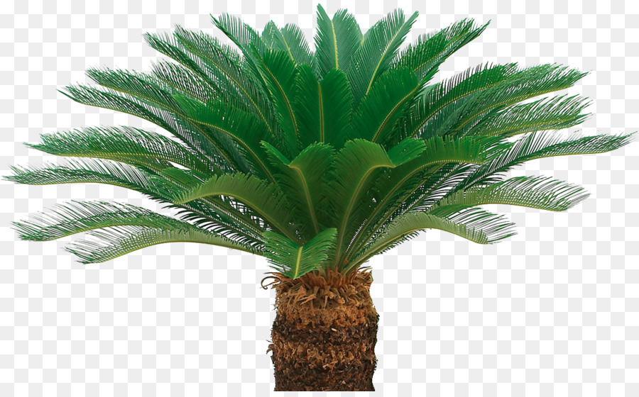 Pianta ornamentale central seed Sago palm palme da Olio Raccolto - Guarda