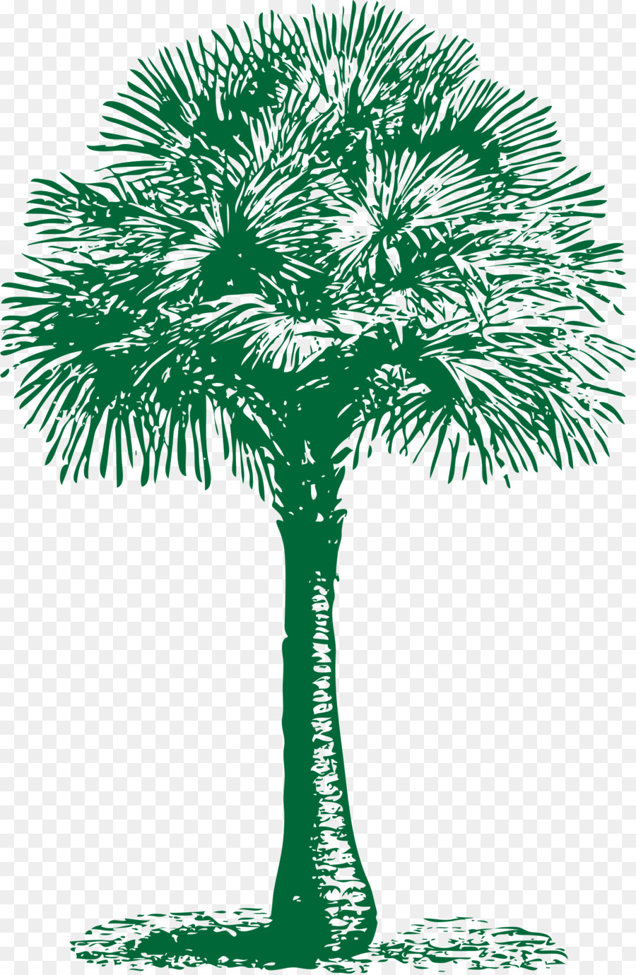 Arecaceae asiatischen palmyra-Palme Washingtonia filifera Date palm - Palmen