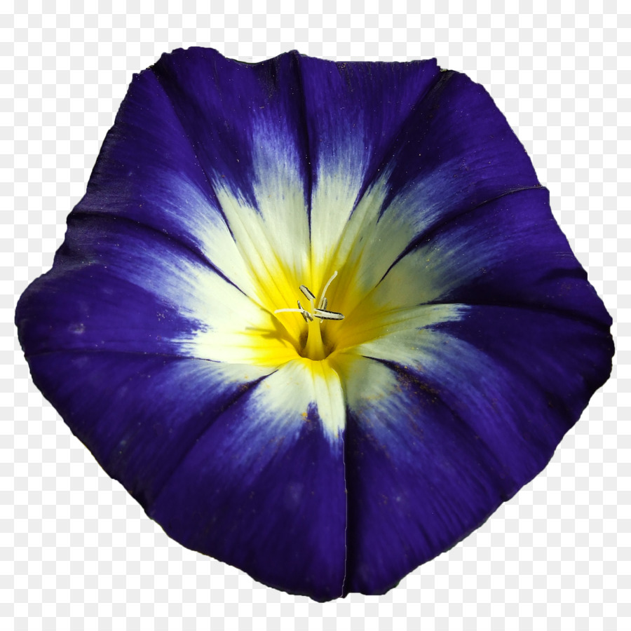 Blaue Blume Lila Violett Ipomoea nil - Blume Blau