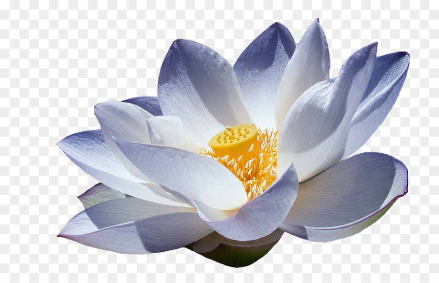 Lotus Background png download - 1280*819 - Free Transparent Nelumbo  Nucifera png Download. - CleanPNG / KissPNG