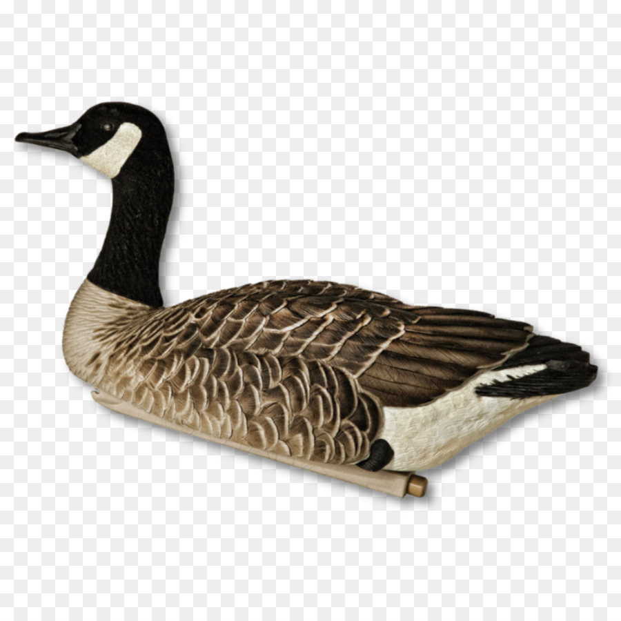 Canada Goose Graugans stockente - Gans