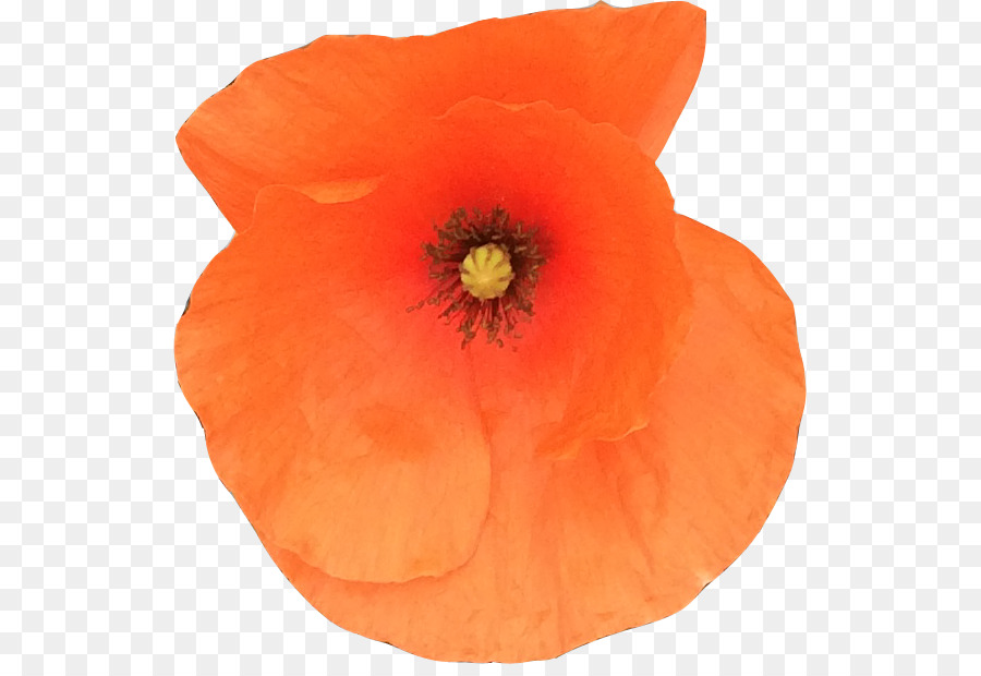 Common poppy Remembrance poppy-Symbol-Logo - Mohn