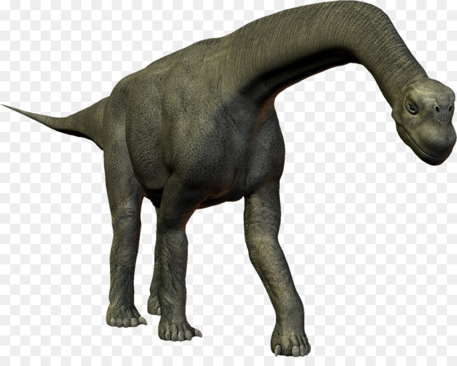 Ceratosaurus Allosaurus Camarasauro Tyrannosaurus Animale - Dinosauro