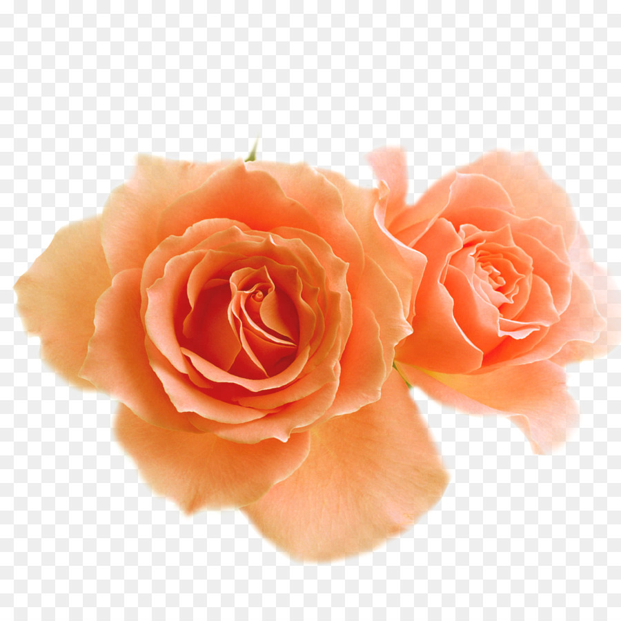 Le rose da giardino Fiore Clip art - paradiso