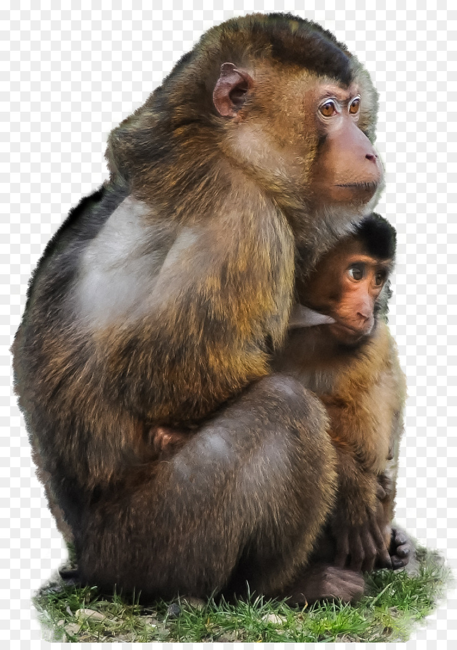 Wie man eine Person in die Welt: Fragen Polly ' s Guide Über die Paradoxien des Modernen Lebens Monkey Clipping-Pfad - Affe
