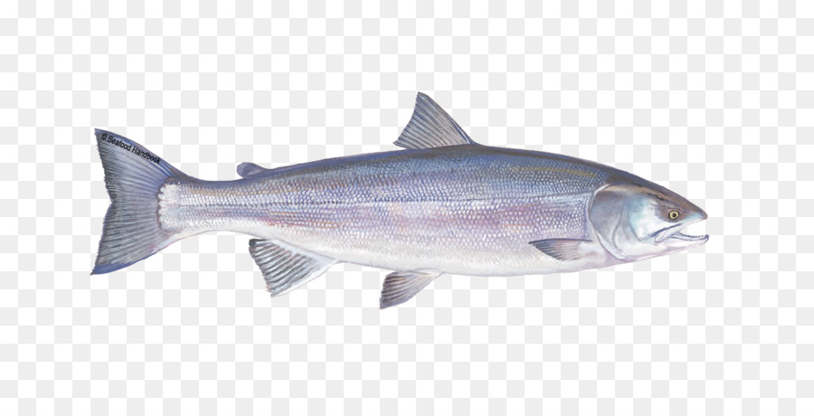 Rosa salmone, pesce azzurro Coho salmone - pesca