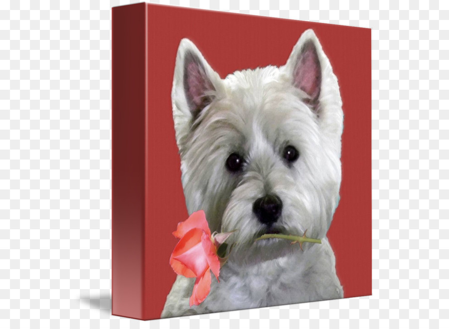 West Highland White Terrier, Cairn Terrier, Cane di razza cane da compagnia - rose leslie