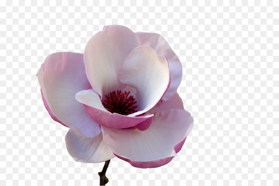 Blume, Tulpe, Blütenblatt Pflanze-Stiel - Tulpen