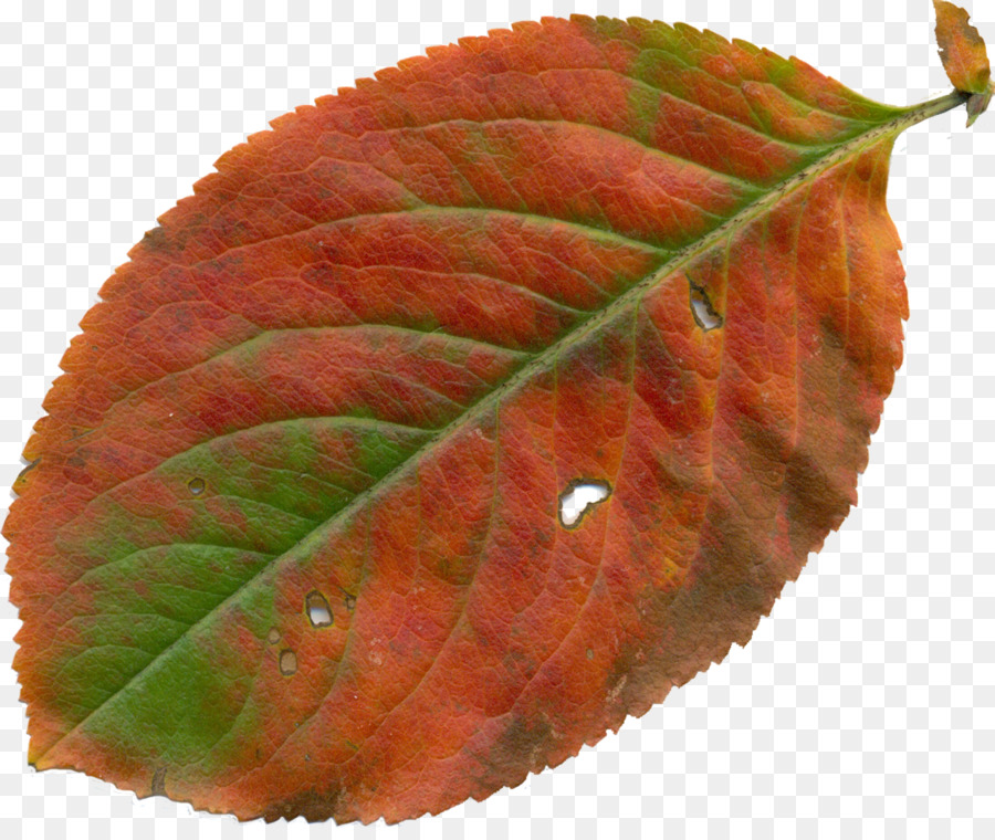 Foglia YouTube Autunno Clip art - foglie di autunno