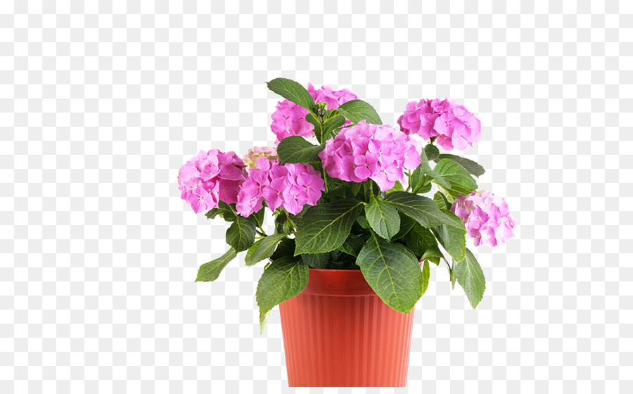 Vivaio Vaso Pianta Da Giardino - vaso di fiori