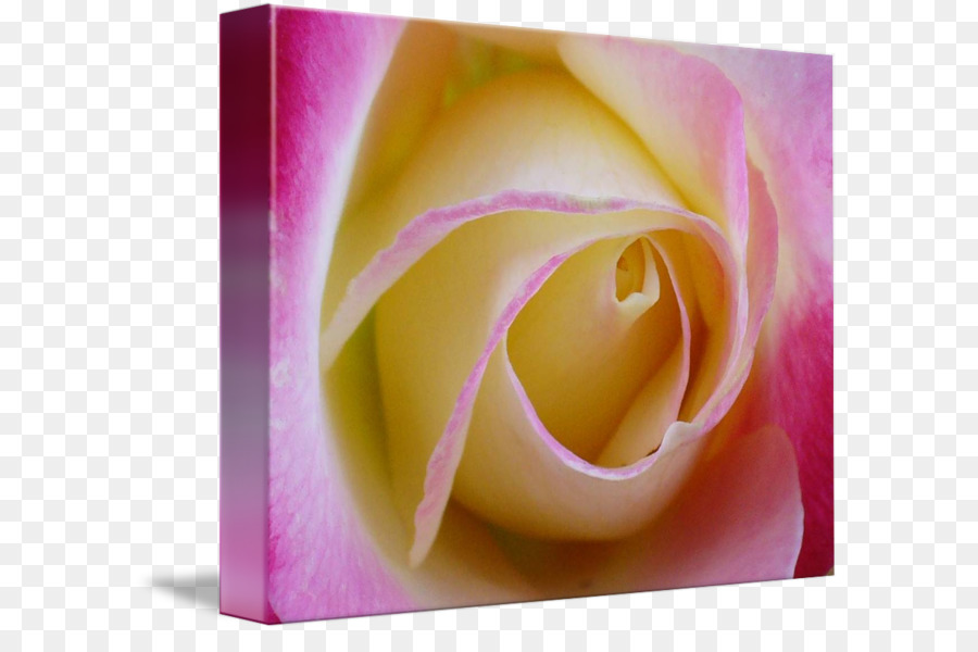Garten-Rosen Rosaceae Gallery wrap Blume - Rose Leslie