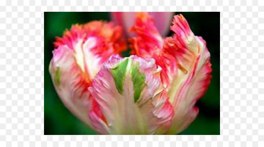 Hoa Con Vẹt Hoa Tulip Thời Điểm Lễ Hội Cánh Bóng Đèn - hoa tulip