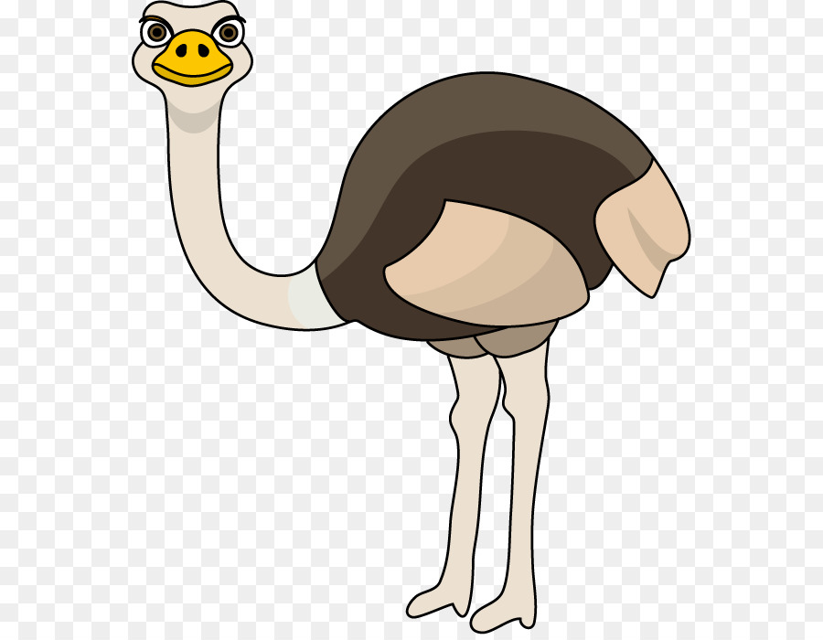 Common ostrich Clip art - Strauß
