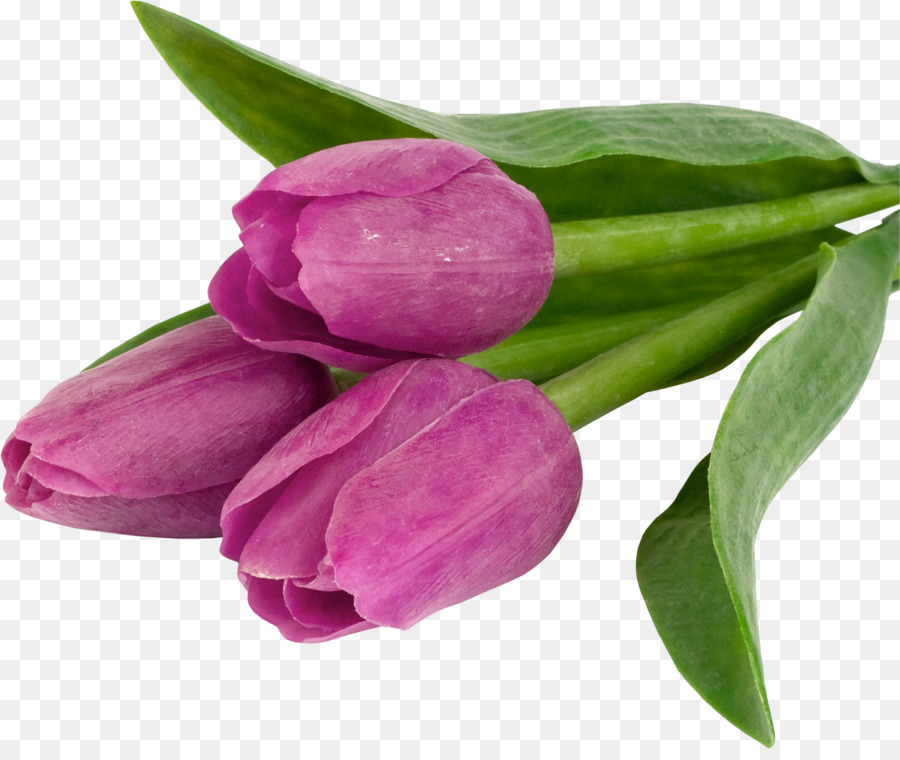 Blume Tulpe Desktop Wallpaper Handys High-definition-Fernsehen - Tulip