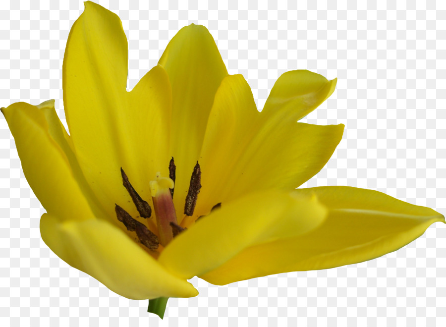 Blume Tulpe clipart - Tulpen