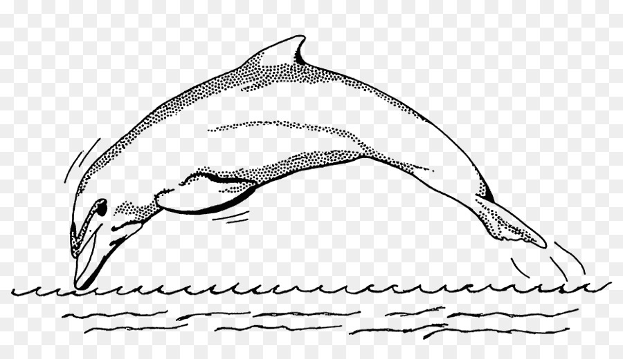 Spinner dolphin Bottlenose dolphin Zeichnung Clip art - Halbton