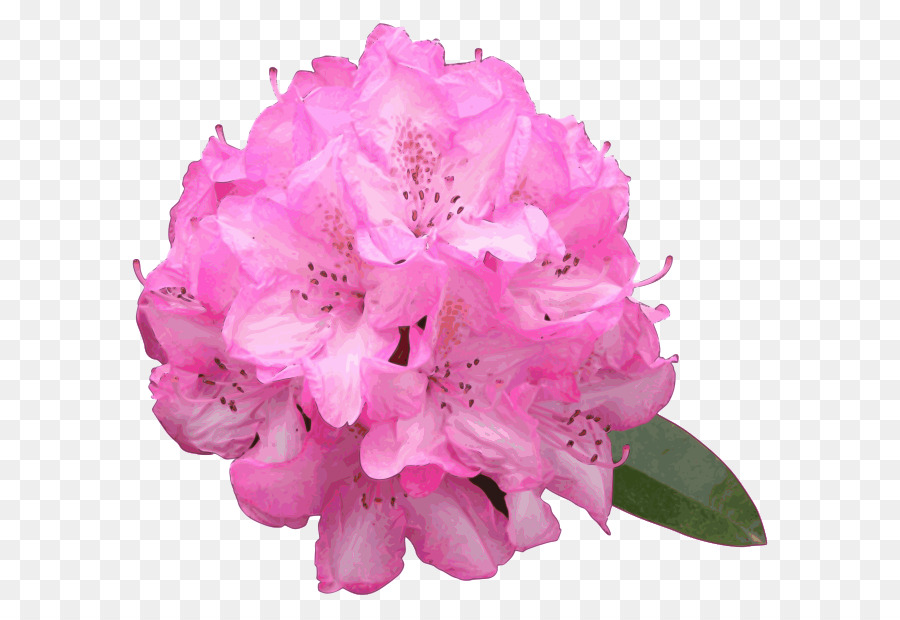 Azalee, Rosa Blüten Rhododendron macrophyllum - lila Blume