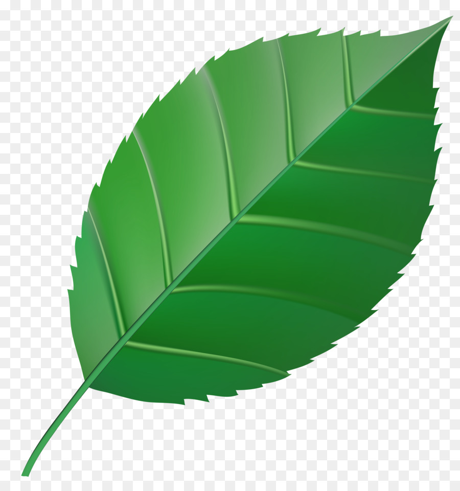 Herbst Blatt Farbe Clip art - grüne Blätter