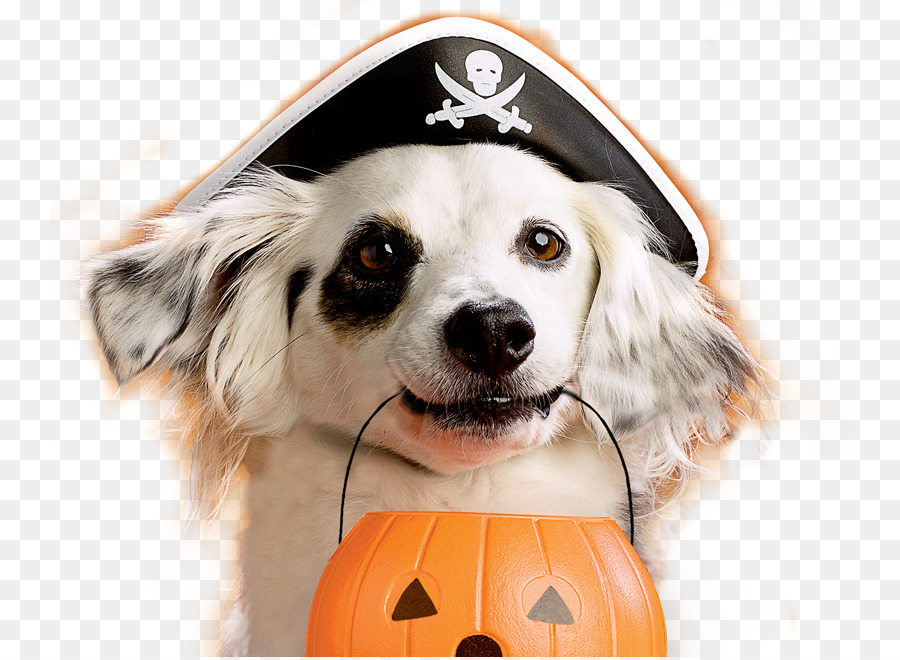 Cane Cucciolo Di Halloween Costumi Animali - osso di cane
