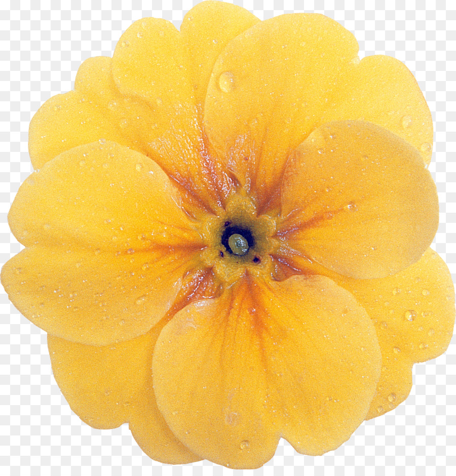 Nemesia Einheimische pflanze einjährige pflanze Blume - Dahlia