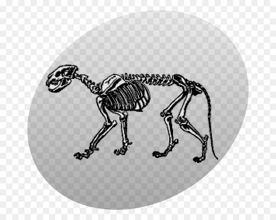 Leone Scheletro Cranio Cougar - scheletro