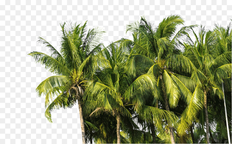 Coconut oil, Arecaceae, Baum Technologie - Kokosnussöl