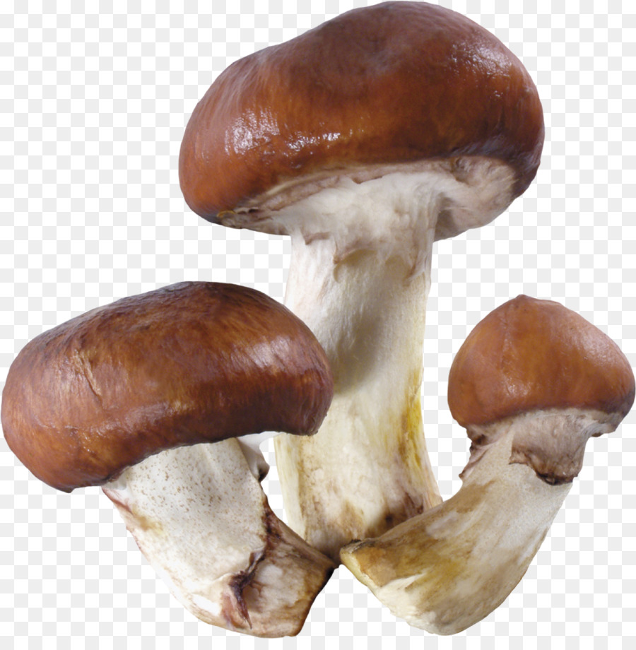 Funghi commestibili Funghi Clip art - disposizione
