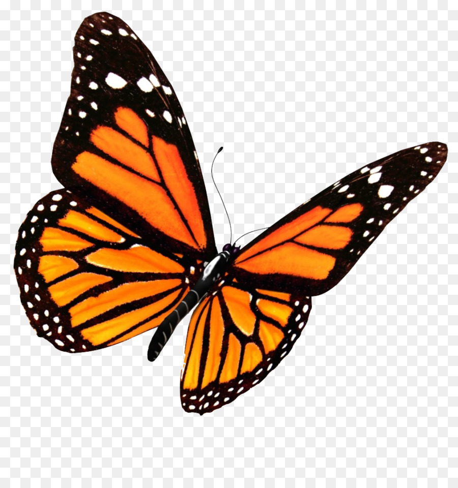 Farfalla monarca Butterfly house Clip art - rosso farfalla