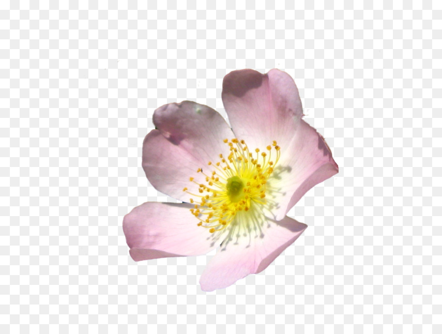 Blossom Flower