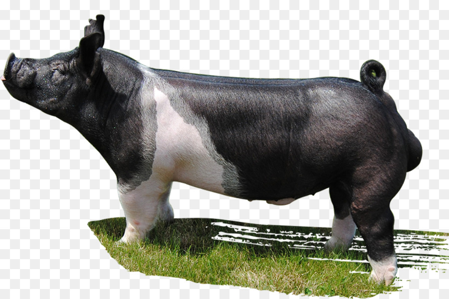 Maiale Mauck Mostra Porci Bere Classe Gaston Bestiame - cinghiale
