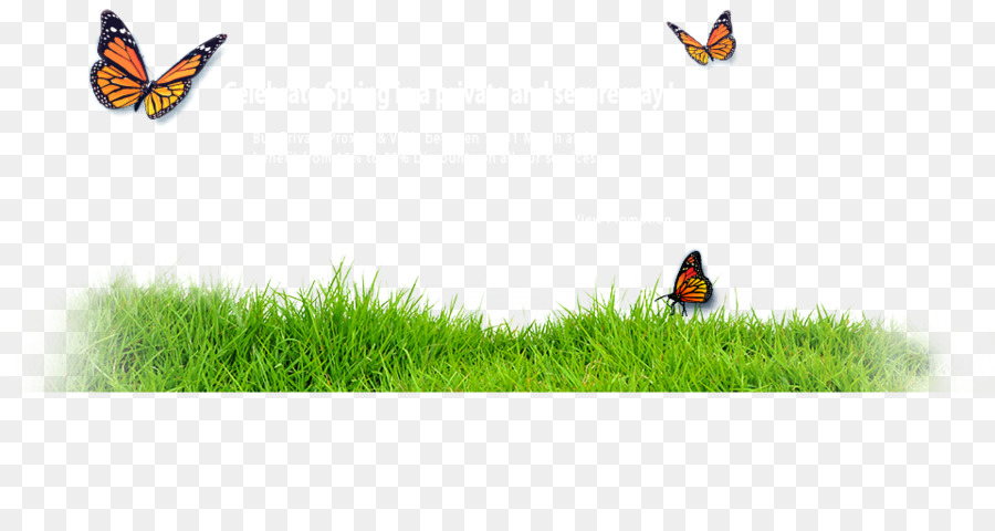 Insekt, Schmetterling, Tier Tier, Wildlife - Frühlings Banner