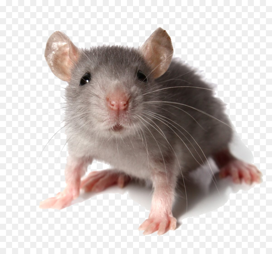 Mouse del Computer Roditore Ratto di Fantasia mouse Pest - topo