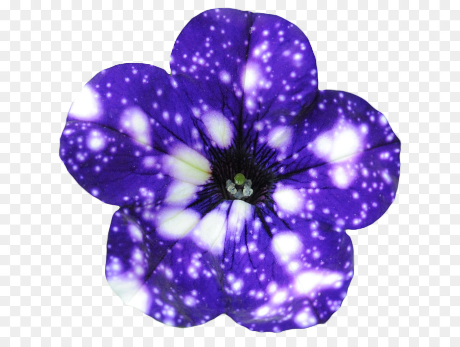 Blume Galaxy Nachthimmel Petunia Universum - Nachthimmel