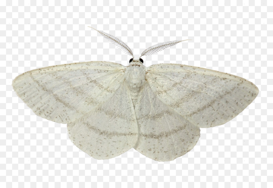 Bướm Luna Moth Chung trắng sóng bắp Cải moth - Moth