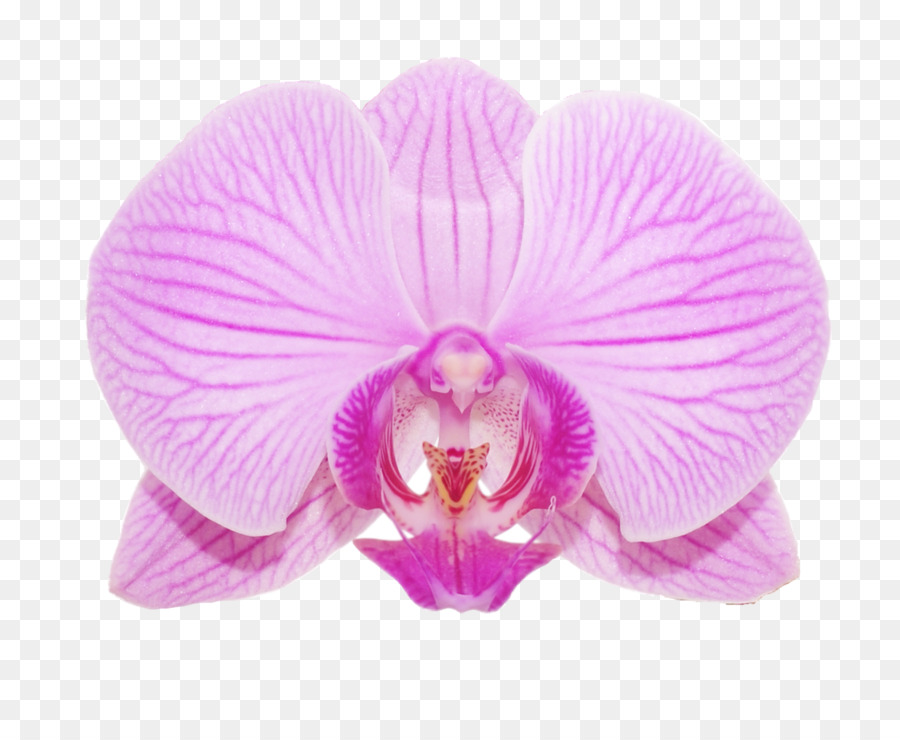 Viola Magenta Viola Clip art - Orchidee